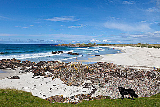 苏格兰,阿盖尔郡,内赫布里底群岛,牧羊犬,靠近,海滩