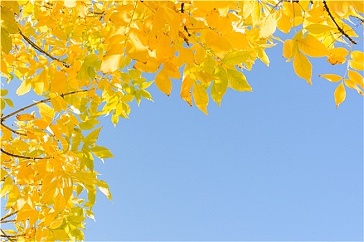 深秋,金色,黄色,秋叶,上方,清晰,蓝天