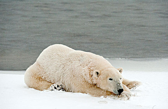 北极熊,休息,雪地,丘吉尔市,曼尼托巴,加拿大