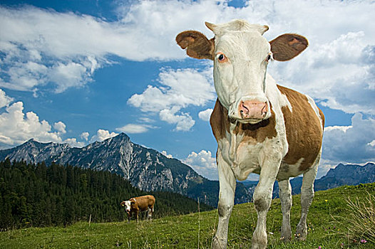 奥地利,母牛,阿尔卑斯山