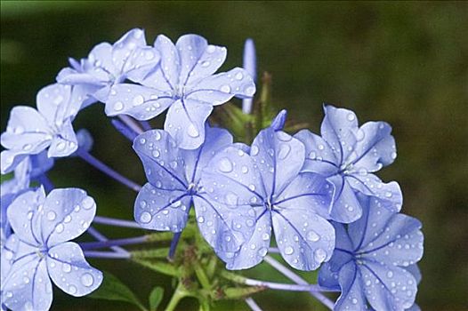 特写,蓝色,花,湿,露珠