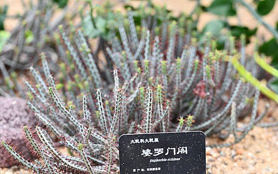 沙漠生长植物在贵州遵义茁壮成长