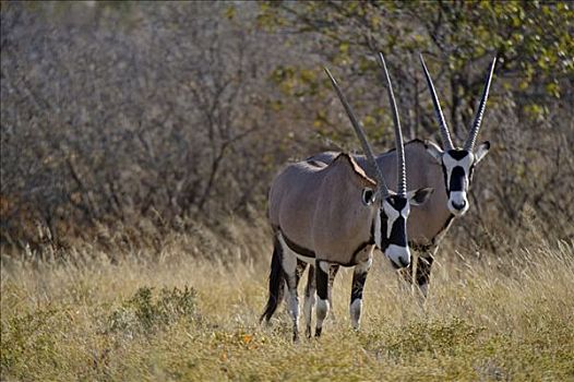 南非大羚羊,羚羊,埃托沙国家公园,纳米比亚,非洲