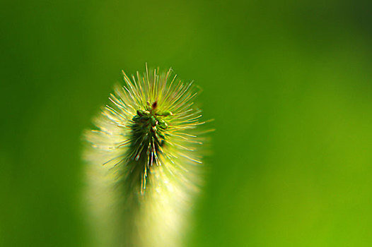 绿色植物