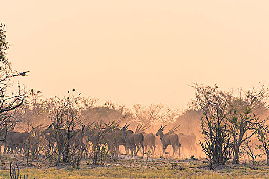 博茨瓦纳,乔贝国家公园,萨维提,牧群,大羚羊,踢,向上,灰尘