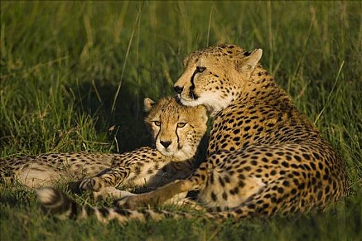 印度豹,猎豹,母兽,9个月大,幼兽,马赛马拉国家保护区,肯尼亚