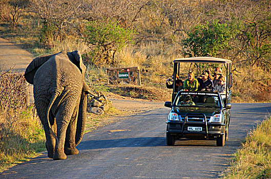 非洲,南非,纳塔耳,相遇,大象