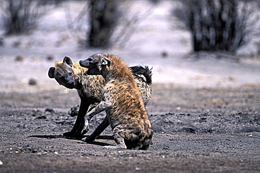 博茨瓦纳,乔贝国家公园,斑点土狼,斑鬣狗,争斗,水潭,萨维提,湿地