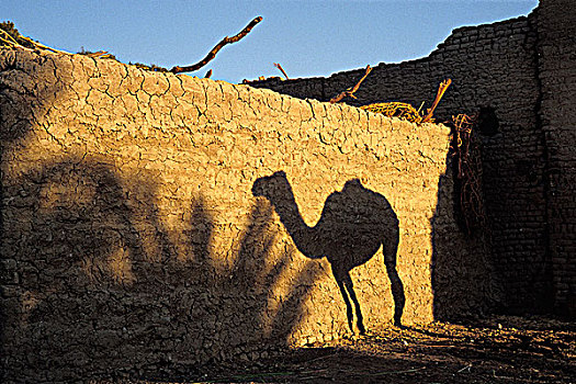 埃及,骆驼,影子,墙壁,室外