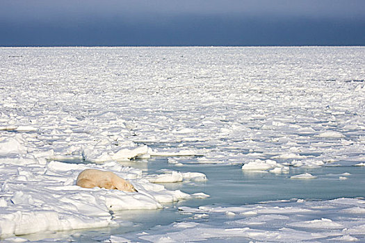 北极熊,睡觉,冰,哈得逊湾,丘吉尔市,野生动物,管理,区域