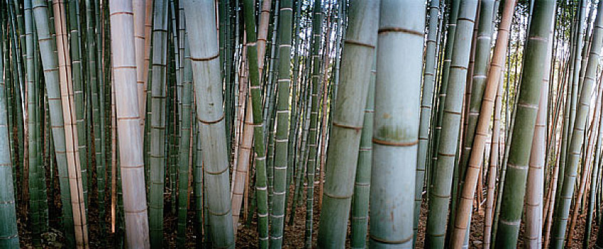 竹林,日本