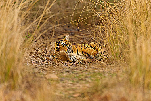 孟加拉,印度虎,虎,休息,草,地面,拉贾斯坦邦,国家公园,印度,亚洲