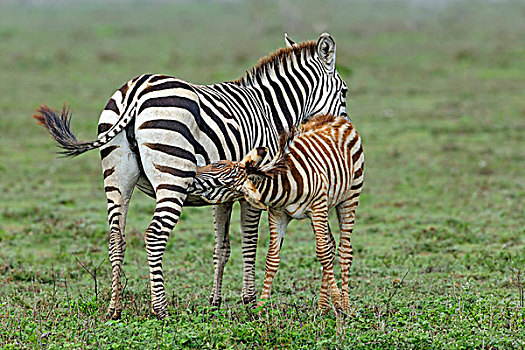 斑马,小马,哺乳,马赛马拉,肯尼亚
