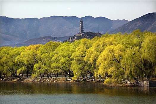 塔,颐和园,柳树,北京,中国