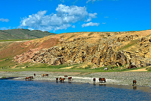 牧群,马,河,国家公园,蒙古,亚洲