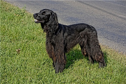 愛爾蘭塞特犬