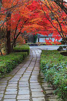日本,京都,园林景观,花园,寺庙,小路,枫叶林
