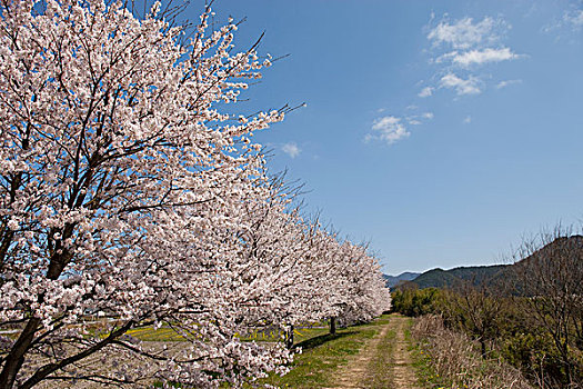 樱花,兵库,日本