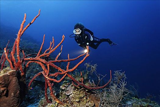 潜水员,灯,看,排,孔隙,绳索,海绵,倾斜,珊瑚礁,伯利兹,中美洲,加勒比海