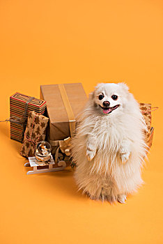 狗,圣诞礼盒,黄色背景
