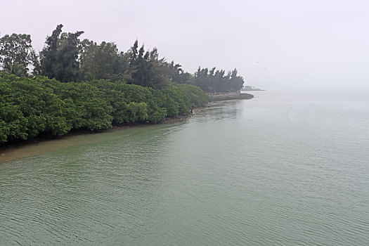 海南海口,护岸红树林