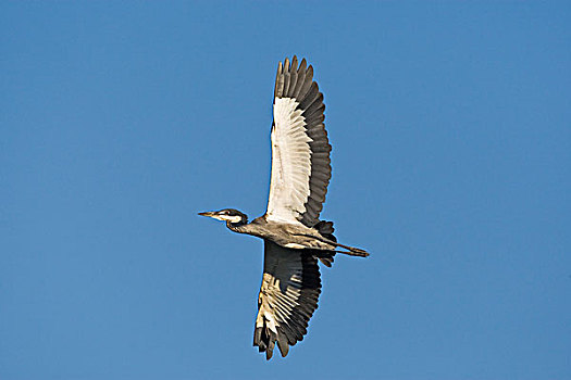 红嘴鸥,苍鹭,飞,哈博罗内,禁猎区,博茨瓦纳