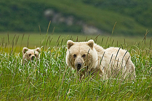 美国,阿拉斯加,克拉克湖,国家公园,金发,大灰熊,母熊,隐藏,幼兽