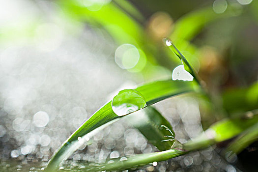 植物,水珠