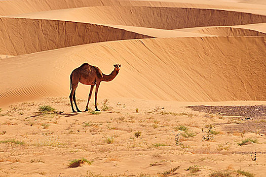 单峰骆驼,正面,沙丘,阿德拉尔,区域,毛里塔尼亚,非洲