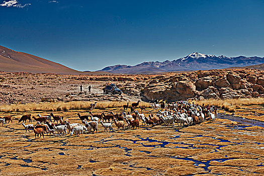 美洲驼,安迪斯山脉,玻利维亚