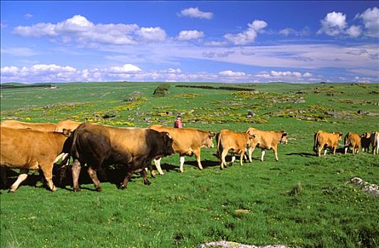 朗格多克-鲁西永大区,母牛,草场,比赛,公牛