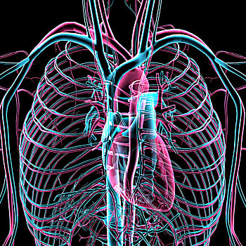 x光,透明,循环系统,心脏,肺,管,动脉,脉络,黑色背景,背景