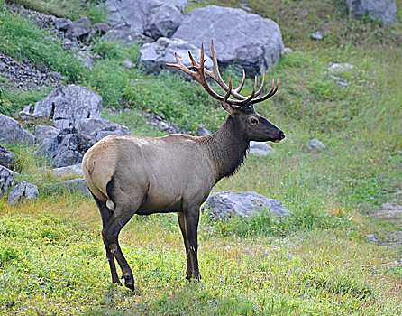 北美马鹿,碧玉国家公园,加拿大洛基山脉,艾伯塔省,加拿大