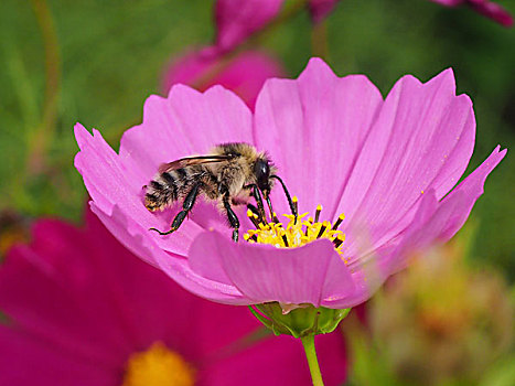 花,蜜蜂