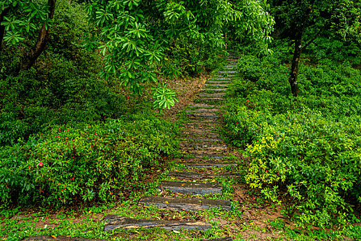 广州2023年春季华南雨中的植物园