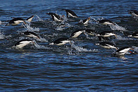 巴布亚企鹅,群,水面急行,南极半岛,南极