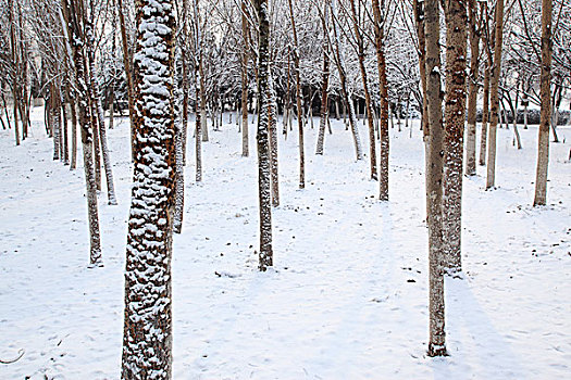 公园,树木,雪