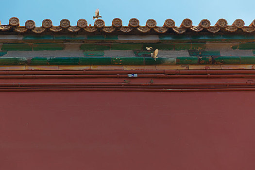 北京故宫宫墙和在休息的小鸟