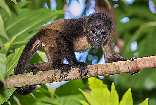 啸猴,幼兽,攀登,树枝,雨林,树荫,国家公园,哥斯达黎加,北美