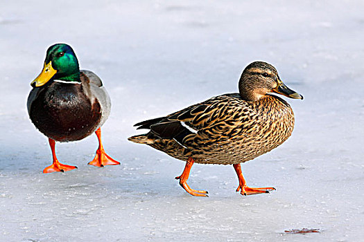 野鸭,绿头鸭,公鸭,母鸡,站立,冰,冬天