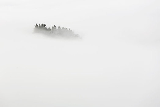 树林,高,雾,阿彭策尔,瑞士,欧洲