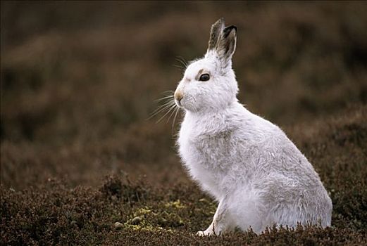 北极兔,兔属,冬天,外套,苔原