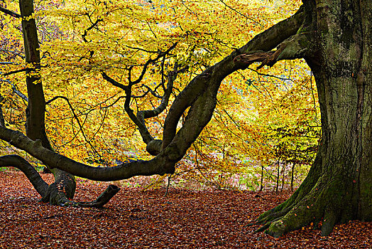 山毛榉树,自然保护区,黑森州,德国,欧洲