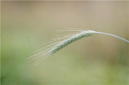 莱茵高地区,秋季