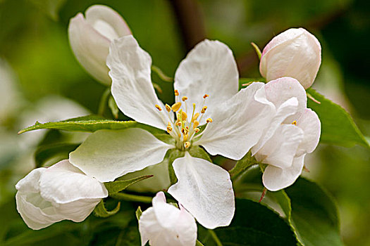 苹果花,蔷薇科