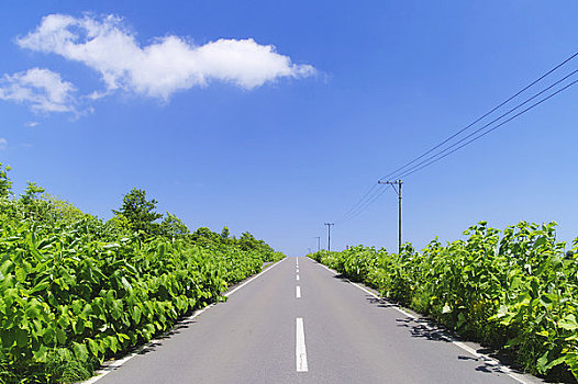 公路,乡村,蓝天