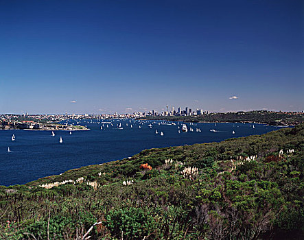 澳大利亚,悉尼,新南威尔士,男人味,港口,北方,头部,大幅,尺寸