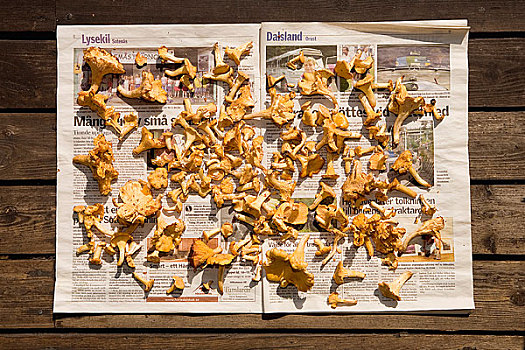 蘑菇,躺着,报纸,太阳