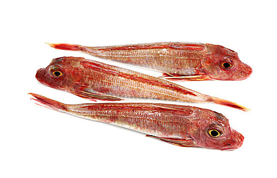红色,鲂鱼,新鲜,鱼,白色背景