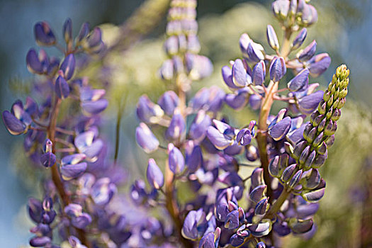 紫色,羽扇豆属植物,蓝天背景
